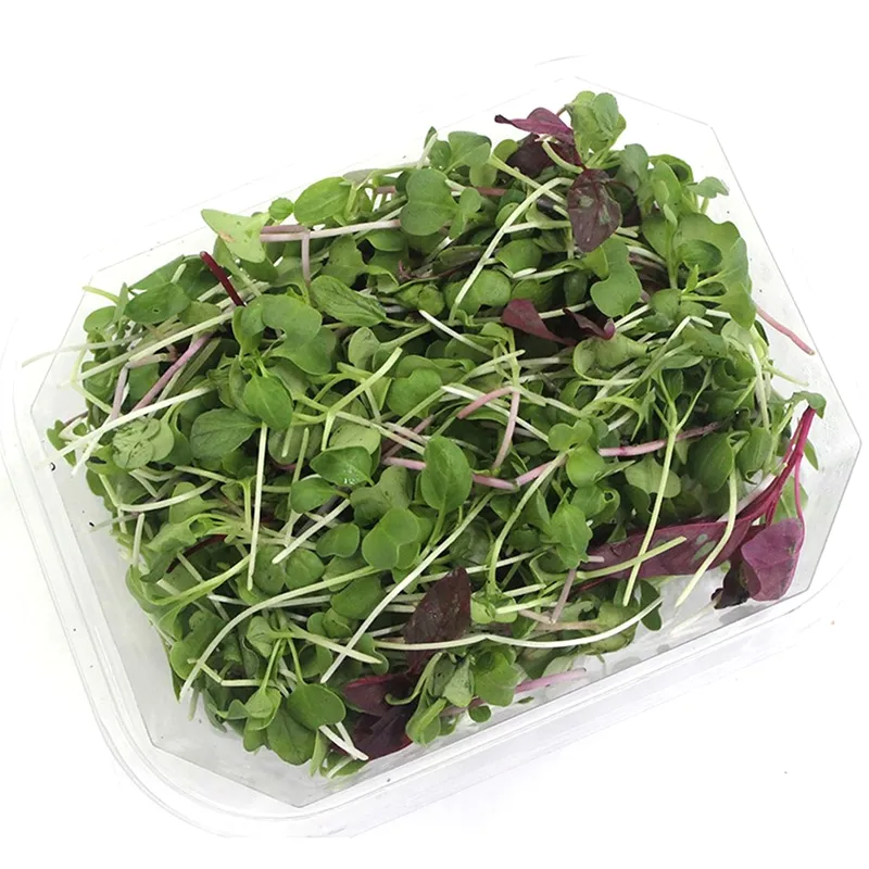 쉐프의정원 어린잎 샐러드 채소